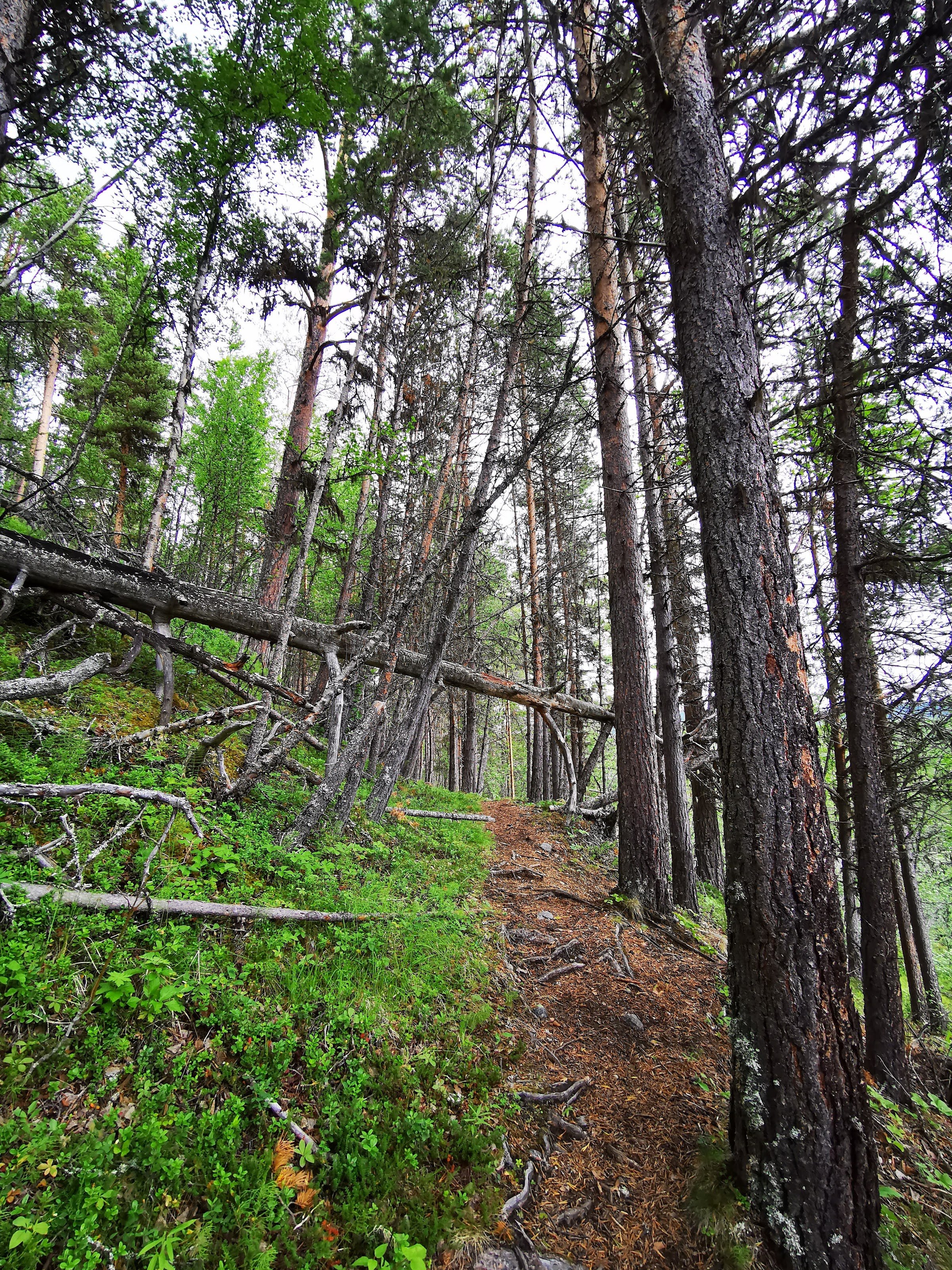 Ridderspranget (Randsverk)